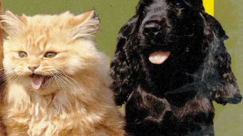 Cani e gatti protagonisti a "Quattro zampe in fiera"