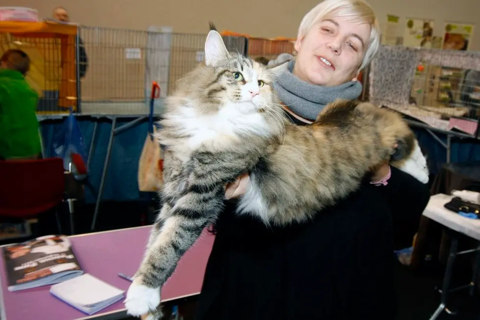 MARIAN - AGENZIA BIANCHI - PADOVA - FIERA DEI GATTI. IXIE LAURA FORLANI