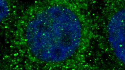 Il gene Mytho all'interno di una cellula