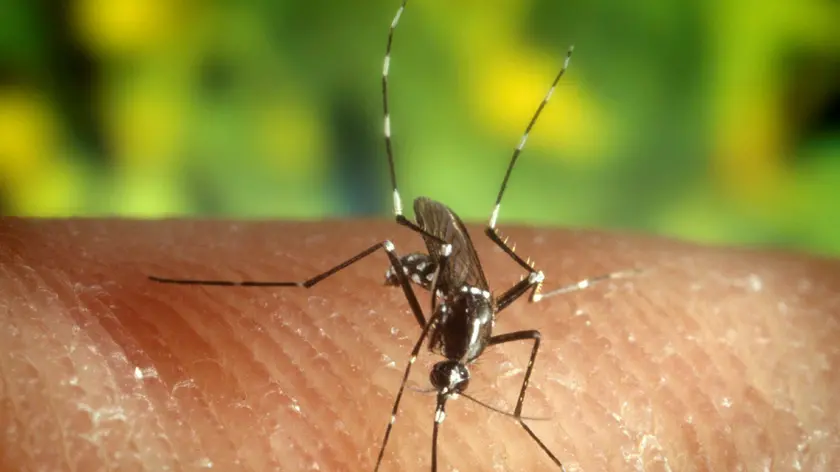 La malaria si trasmette all’uomo attraverso la puntura di zanzare infette