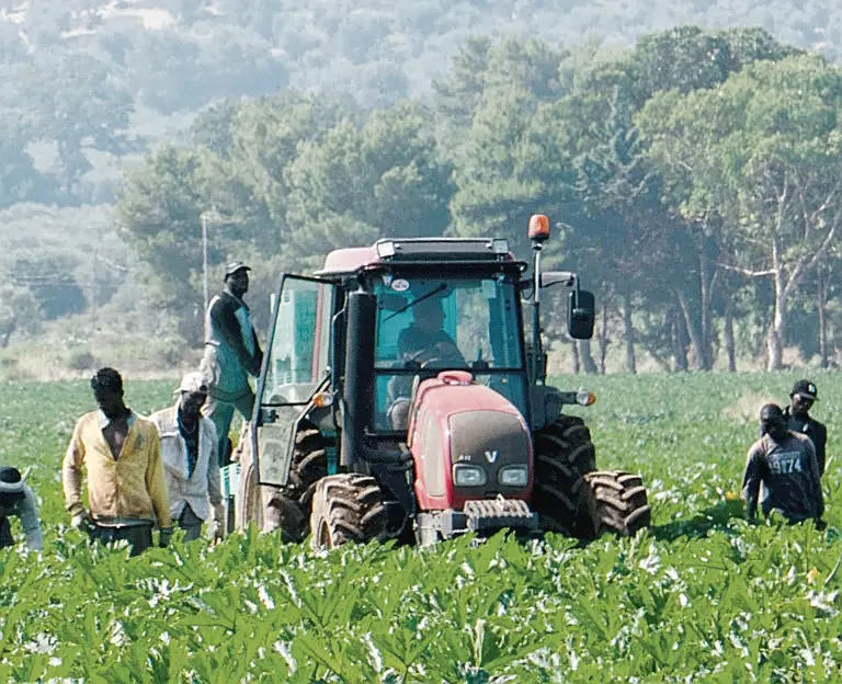 Un’immagine del lavoro nei campi