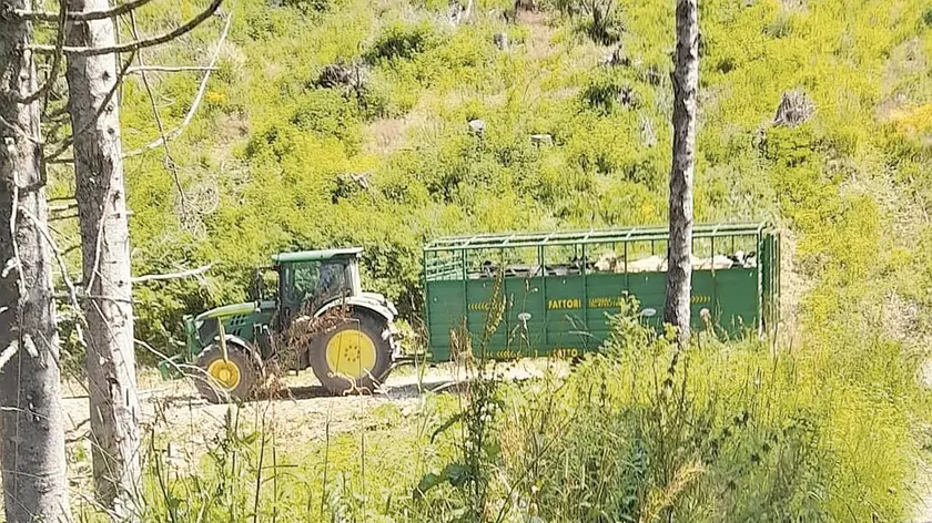 Le mucche vengono trasferite dal Col Toront sul Nevegal nel Bellunese ormai senz’acqua e con pascoli secchi