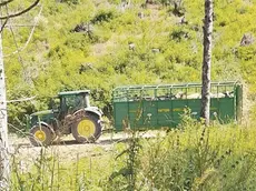 Le mucche vengono trasferite dal Col Toront sul Nevegal nel Bellunese ormai senz’acqua e con pascoli secchi