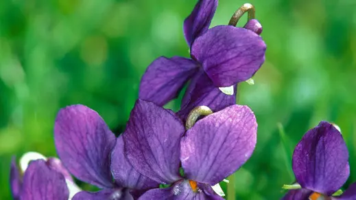March violet, Totale --- Image by © Herbert Zettl/Corbis