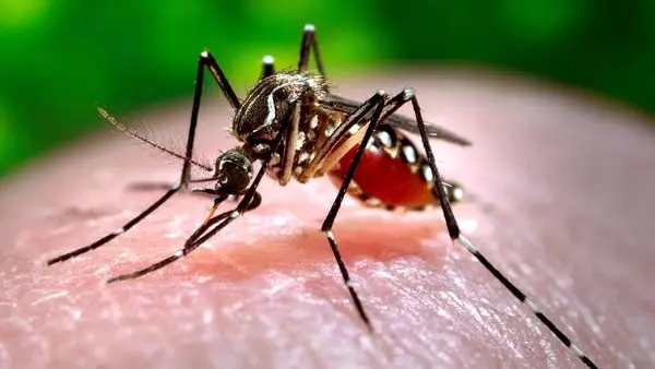 Una zanzara: già 12 i casi di Dengue nel Padovano