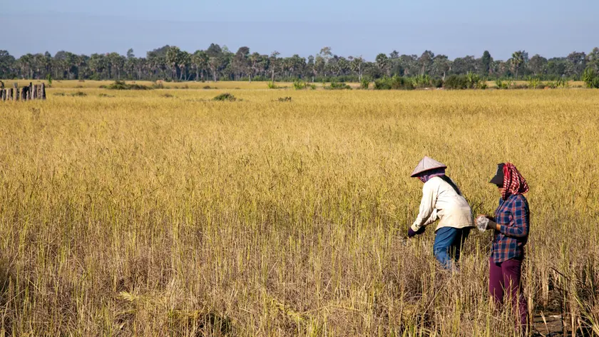 Villagers Harvesting Rice in Preah Dak Village in Siem Reap - Cambodia.