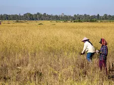 Villagers Harvesting Rice in Preah Dak Village in Siem Reap - Cambodia.