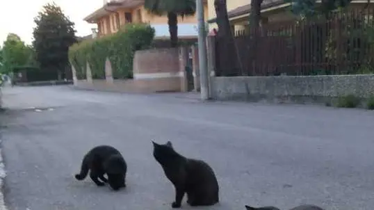 Un colonia di gatti, a Saletto è allarme per la strage di mici