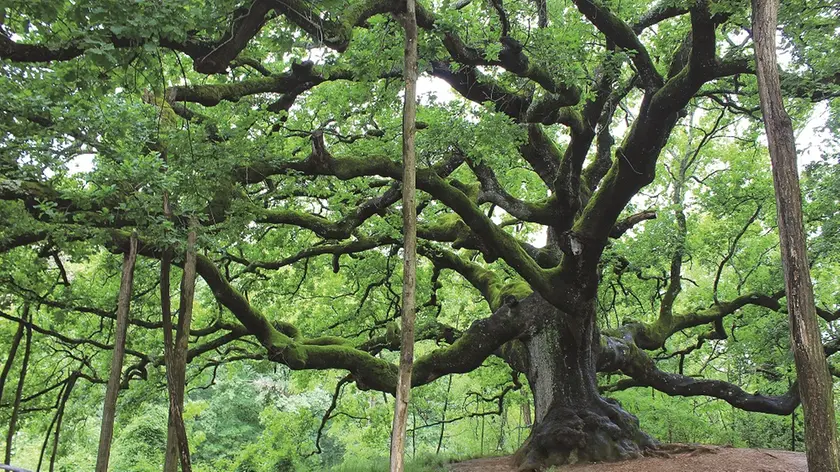 "Alberi millenari d'Italia" in edicola con i nostri giornali