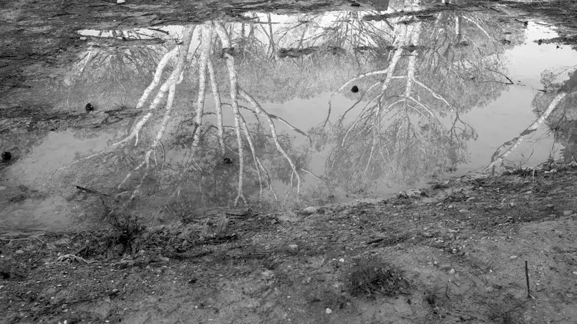 Trees are reflected in a puddle, b/w