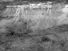 Trees are reflected in a puddle, b/w