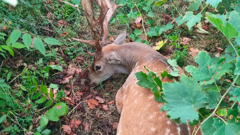 Il povero daino trovato nella vigna di Battaglia Terme