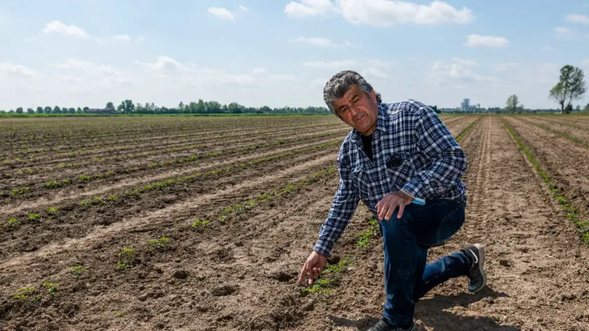 L’agricoltore Antonio Peruzzi indica un campo dov’è passato un branco di cinghiali e le piantine delle coltivazioni, di solito mais, sono state decimate