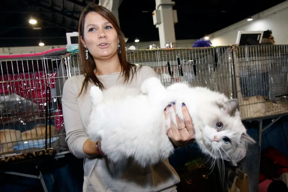 MARIAN - AGENZIA BIANCHI - PADOVA - FIERA DEI GATTI. CREME BRULLEE E LAURA TURRIN. RAGDOLL