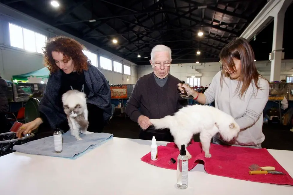 MARIAN - AGENZIA BIANCHI - PADOVA - FIERA DEI GATTI