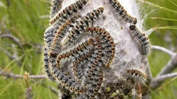 Bruchi americani