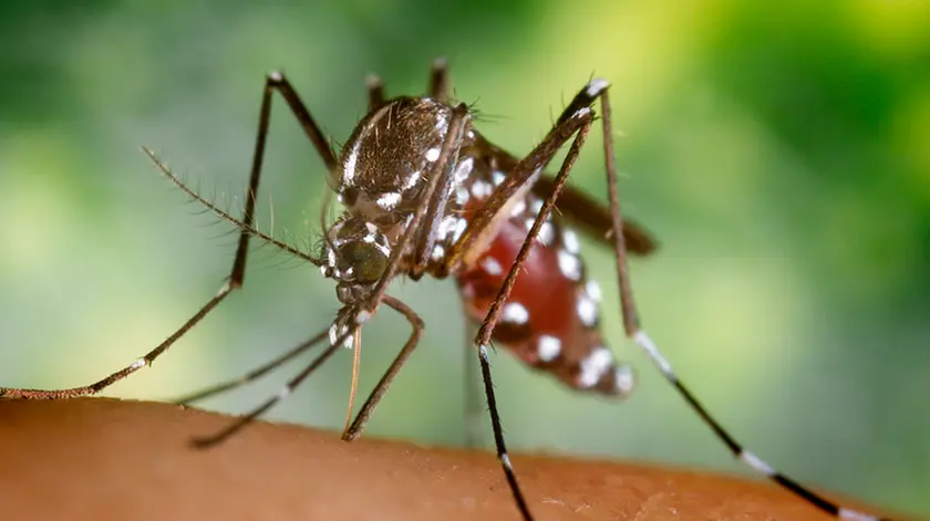 2002, Atlanta, Georgia, USA --- A blood-engorged female Aedes albopictus mosquito feeds on a human host. Under successful experimental transmission, Aedes albopictus has been found to be a vector of West Nile Virus. --- Image by © CDC/PHIL/CORBIS