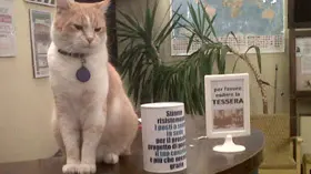 Fulvio il gatto del cinema Lux