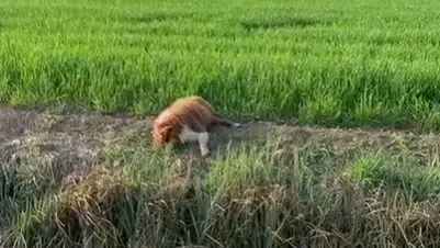 Il cane barbaramente ucciso (fonte 100%animalisti)