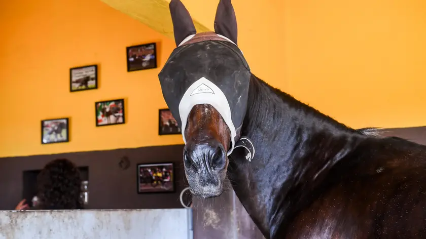 Varenne il cavallo che ha vinto di più nella storia del trotto mondiale
