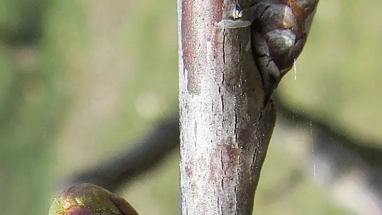 Gemme di ciliegio già spuntate