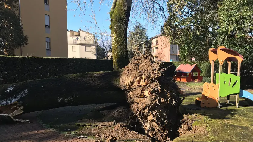 L'albero caduto (foto Bianchi)