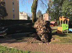 L'albero caduto (foto Bianchi)