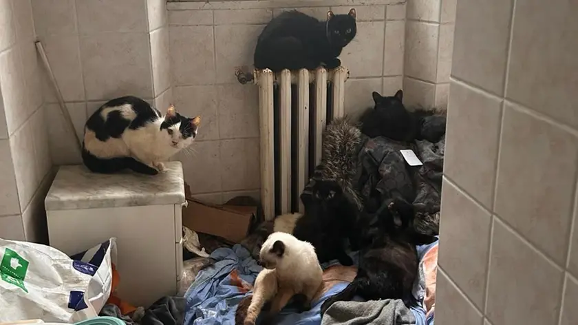 I gatti occupavano tutte le stanze dell’appartamento a Padova