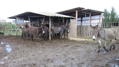 SEQUESTRATI Gli asinelli della fattoria Ai Giardini di Saonara