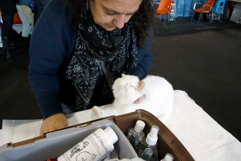 MARIAN - AGENZIA BIANCHI - PADOVA - FIERA DEI GATTI