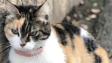 Minnie è la gatta grazie alla quale la famiglia ha ottenuto il rinvio dello sfratto