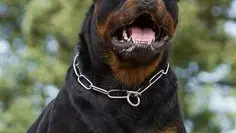 Un rottweiler