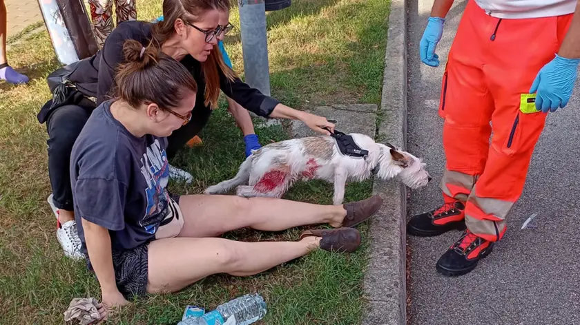 Cagnolino e padrona feriti