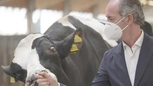 Luca Zaia con Miura, toro campione