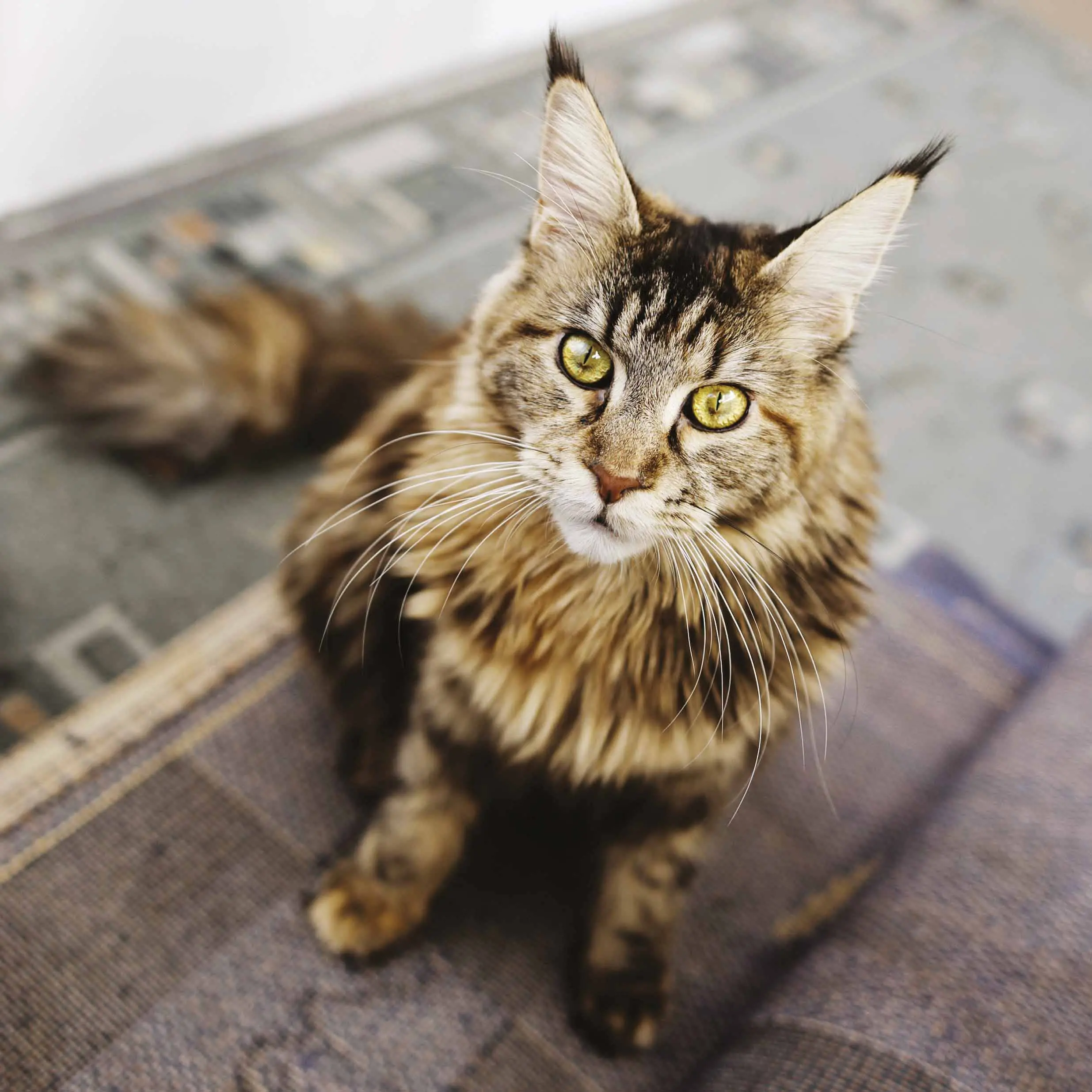 Un gatto di razza Maine coon