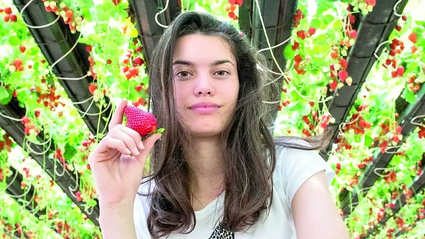 Sofia Michieli nella sua serra di fragole a Crespino