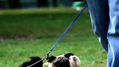 - L'INIZIATIVA Uno spazio per i cani al parco di Roncajette