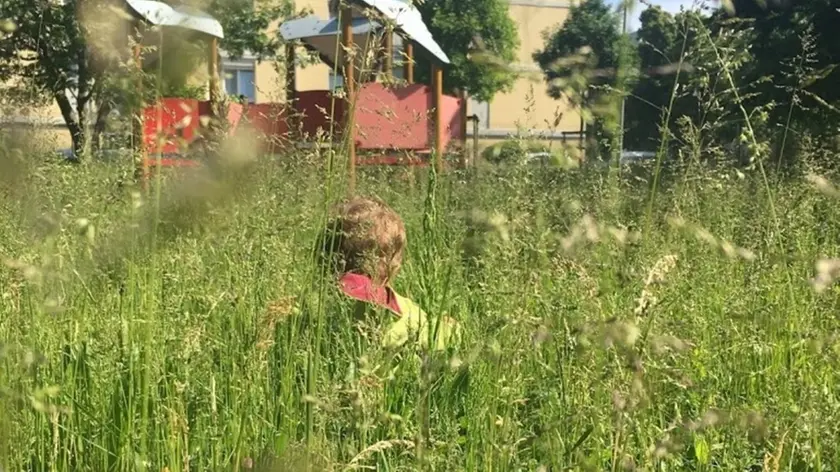 L'erba altissima al parco dei Gelsi