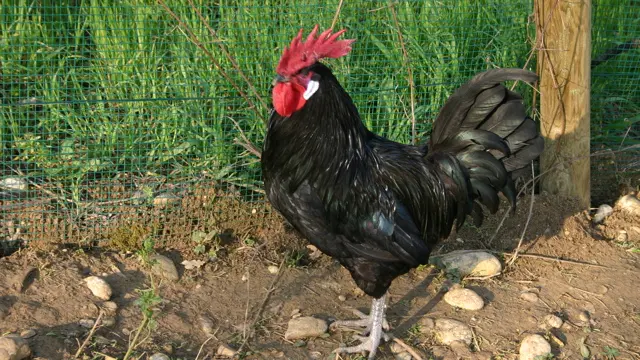 c.a. Lazzarini da Aldo. VLL50A (Gallo Nero 1)