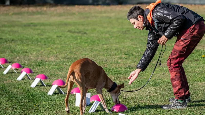Uno dei volontari di Vita da Cani durante l’addestramento di un ospite