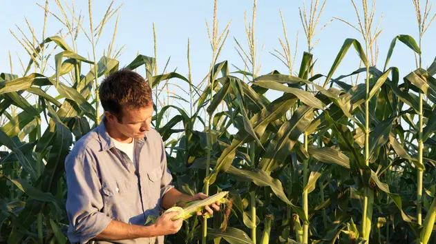 North Dakota, USA --- Farmer Holding Cobs of Corn --- Image by © Ron Chapple/Corbis