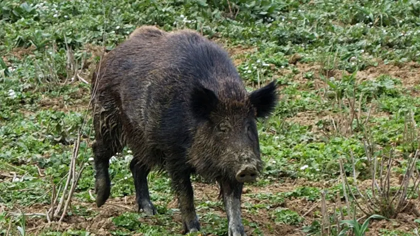Un cinghiale selvatico in un'immagine d'archivio. FOLCO LANCIA / ANSA