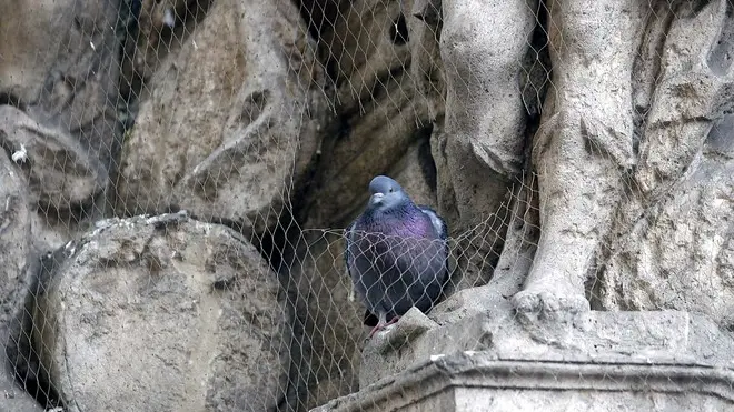 FERRO - PICCIONE A PORTA ALTINATE
