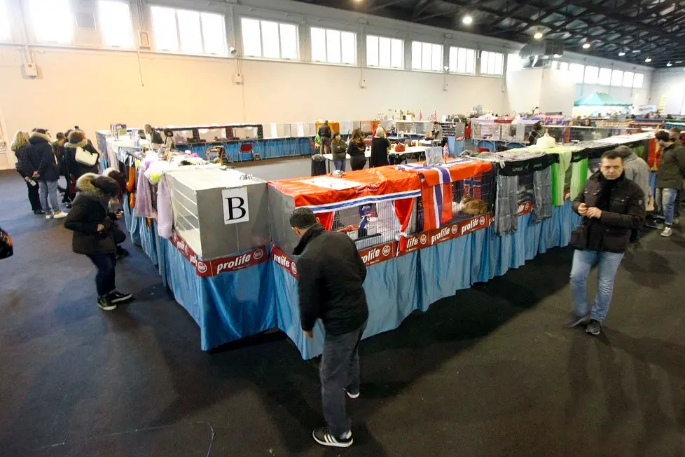 MARIAN - AGENZIA BIANCHI - PADOVA - FIERA DEI GATTI