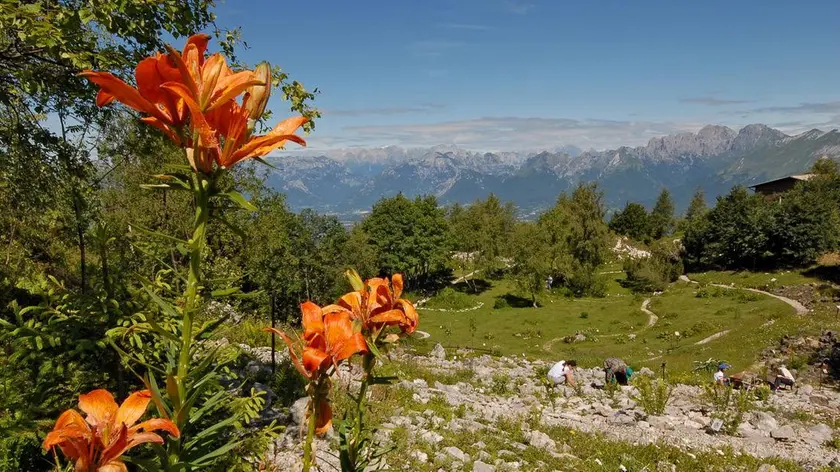 Lo studio dell'Università di Padova spiega il cambiamento della diffusione della flora sulle Alpi