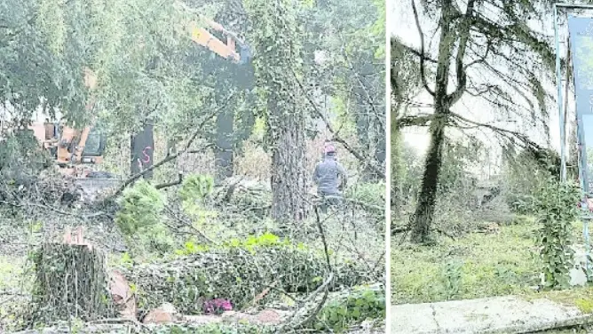 Ruspe e motoseghe in azione, ieri mattina in via Palesa, dove la Saab Costruzioni vuole costruire il condominio Clematide