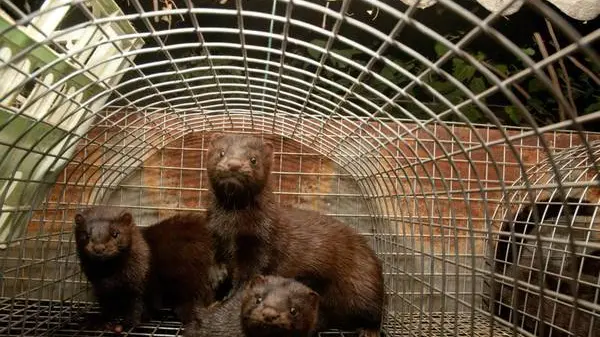MORIRE PER UNA PELLICCIA IMMAGINI SCHOK SUGLI ALLEVAMENTI DI VISONI IN ITALIA INDAGINE SOTTO COPERTURA SVELA LA CRUDELTA' DELLA PRODUZIONE DI PELLICCE