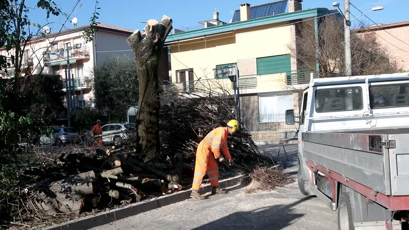 PUCCI - ALBERI TAGLIATI VIA CORTIVO