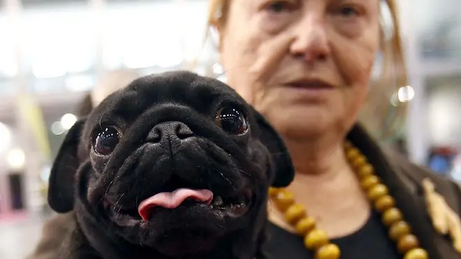TOME' - CANI IN FIERA