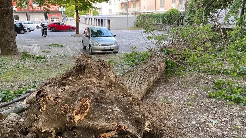 L’albero caduto in via Monte Cengio all’interno del parcheggio del supermercato Eurospar